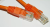 Патч корд 5 метров, UTP4, cat.5, чистая медь, интернет кабель RJ45 c переходником RJ-45 на RJ-45 в комплекте, оранжевый
