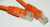 Патч корд 3 метра, UTP4, cat.5, медный, интернет кабель RJ45 с переходником RJ-45 на RJ-45 в комплекте, оранжевый